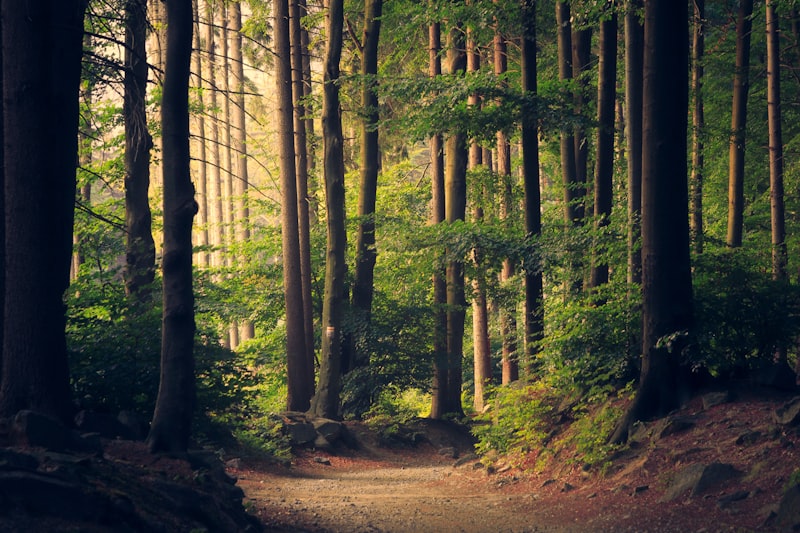 Forest view
